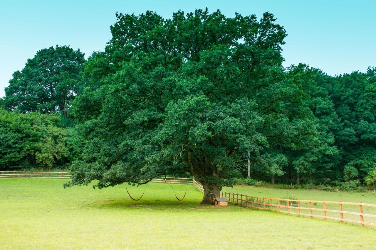 Hidden Wood Glamping And The Hideaway Cabin وارمينستر المظهر الخارجي الصورة